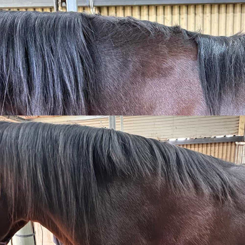 Best horse hair growth products Australia - Horse Queened mane and tail care