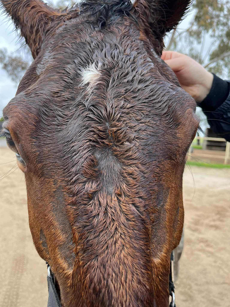 Queensland Itch in Horses: What It Is, What Happens, and How to Support Your Horse's Skin