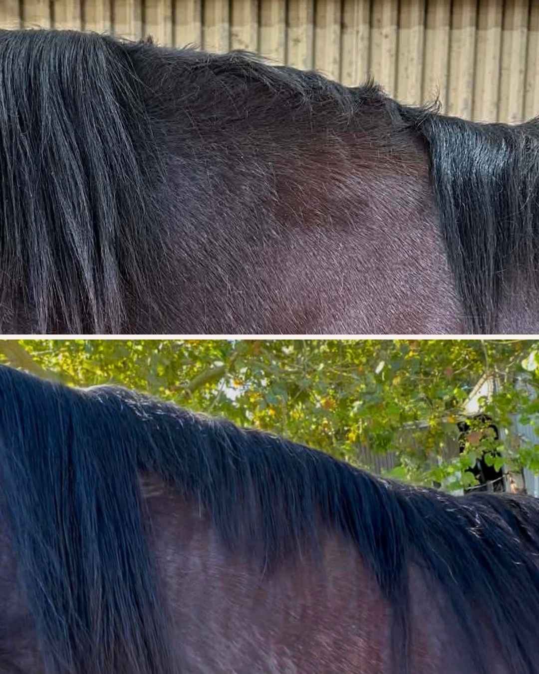horse mane before and after using a conditioning grooming routine for fuller looking mane