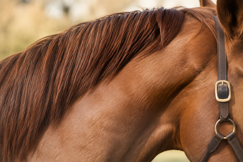Show Prep Detangling: Getting a Show Ready Mane and Tail