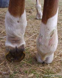 Greasy Heel, Mud Fever, Cracked Heels