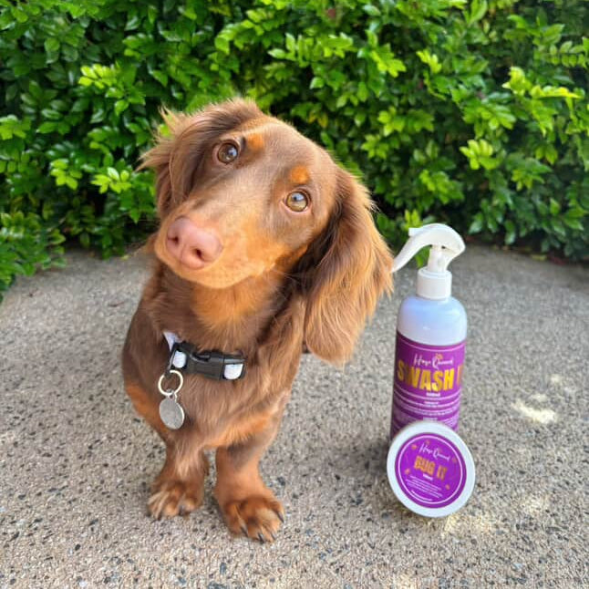 POOCH PACK- For dog lovers