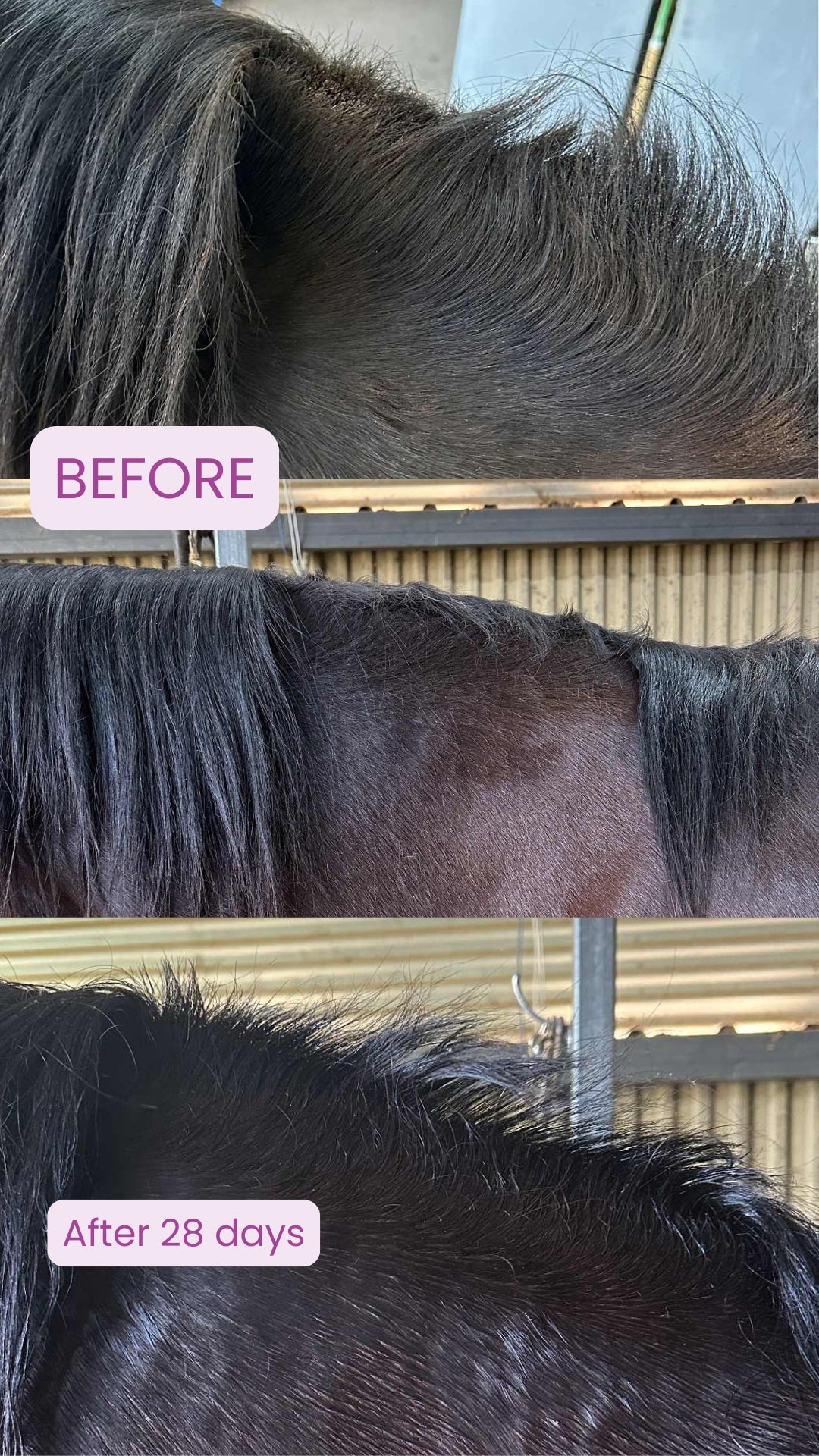 Before and after comparison of a horse's coat with visible changes after 28 days.