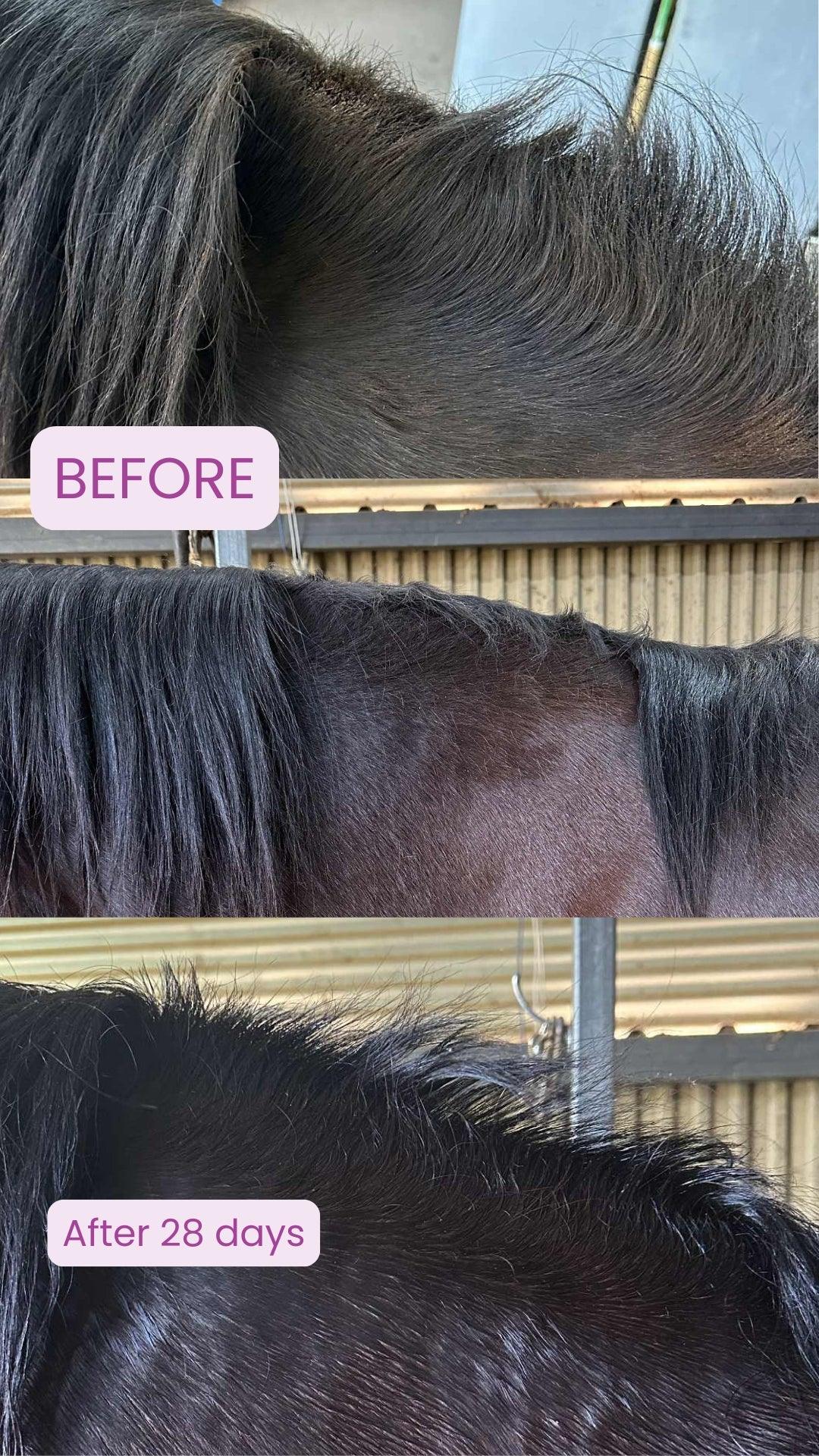 Grow It – The Regrowth Ritual | Leave-In Mane & Tail Serum - Horse Queened