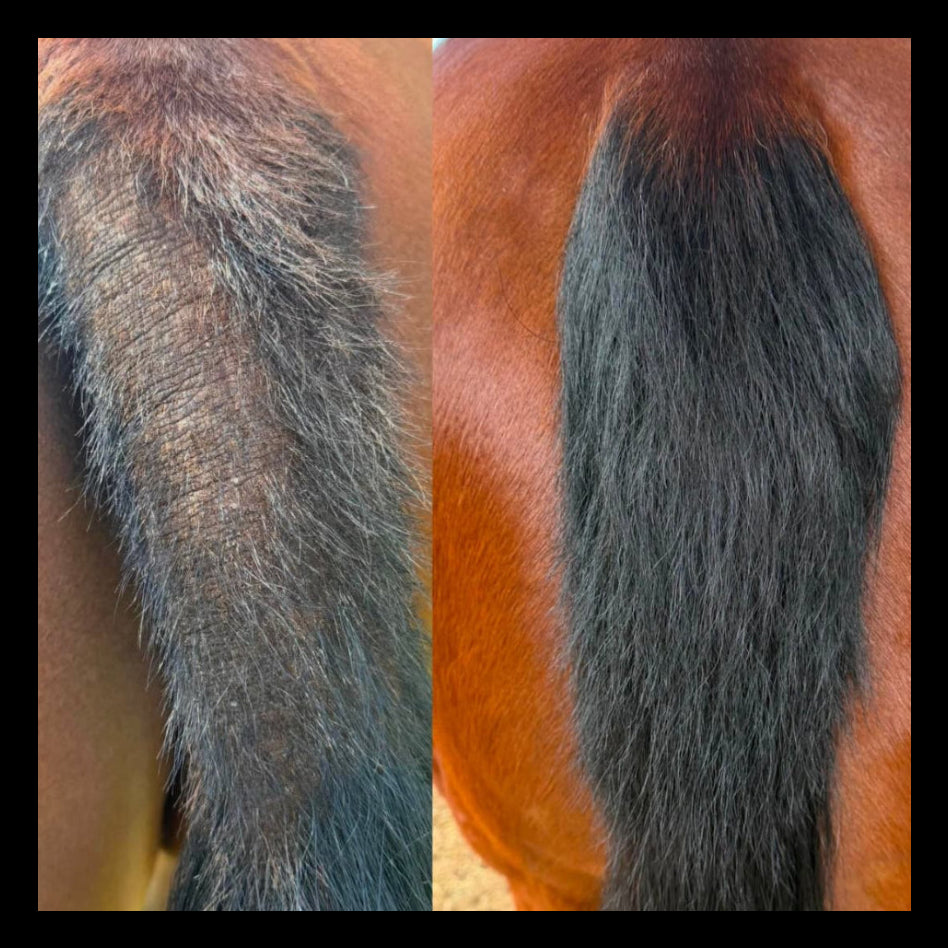 Before-and-after split comparison of a horse's tail, showing a dry, rough, and scaly coat on the left, and a smooth, shiny, and healthy coat on the right.