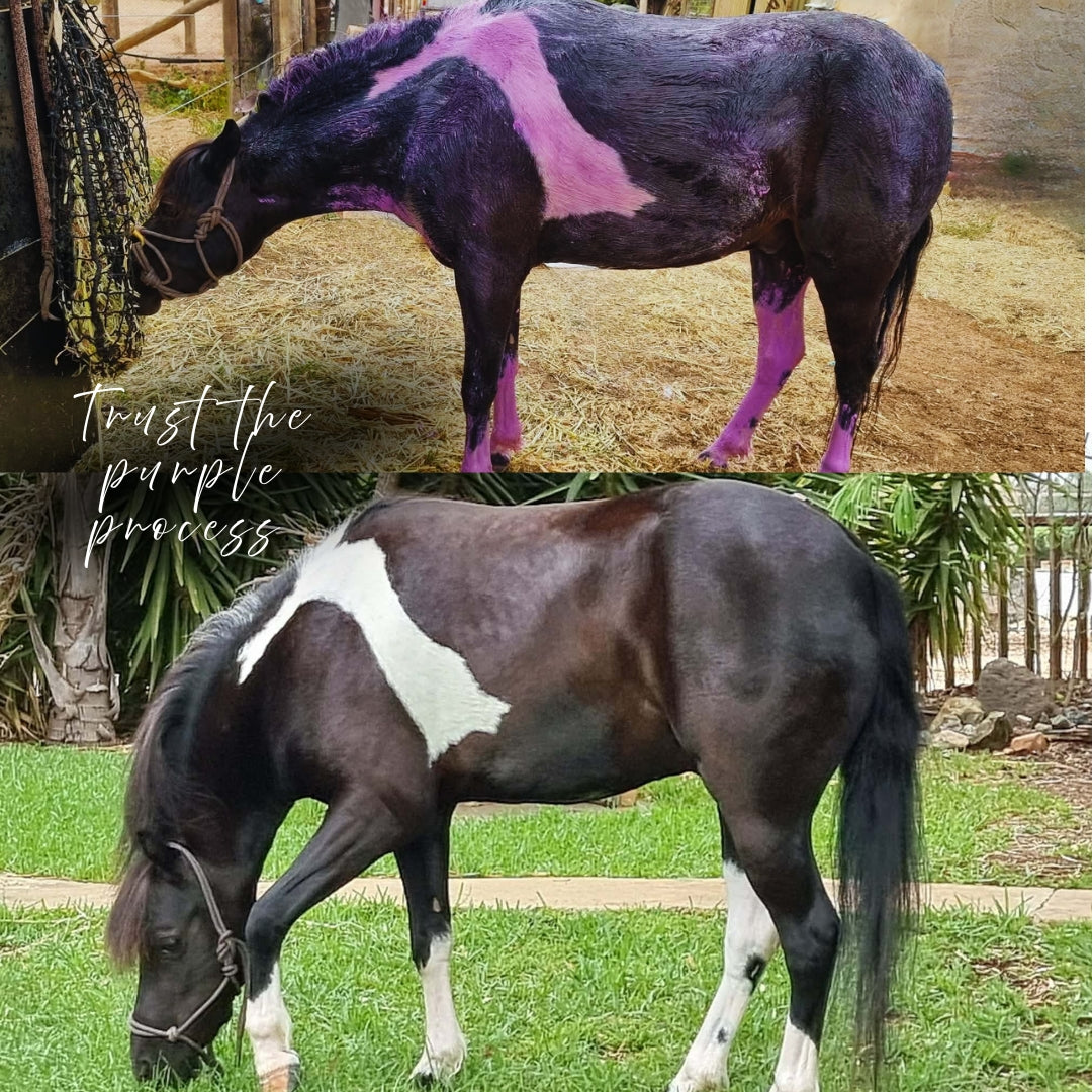 Mask It Purple Clay Mask Spa for Horses | Natural Coat Wash