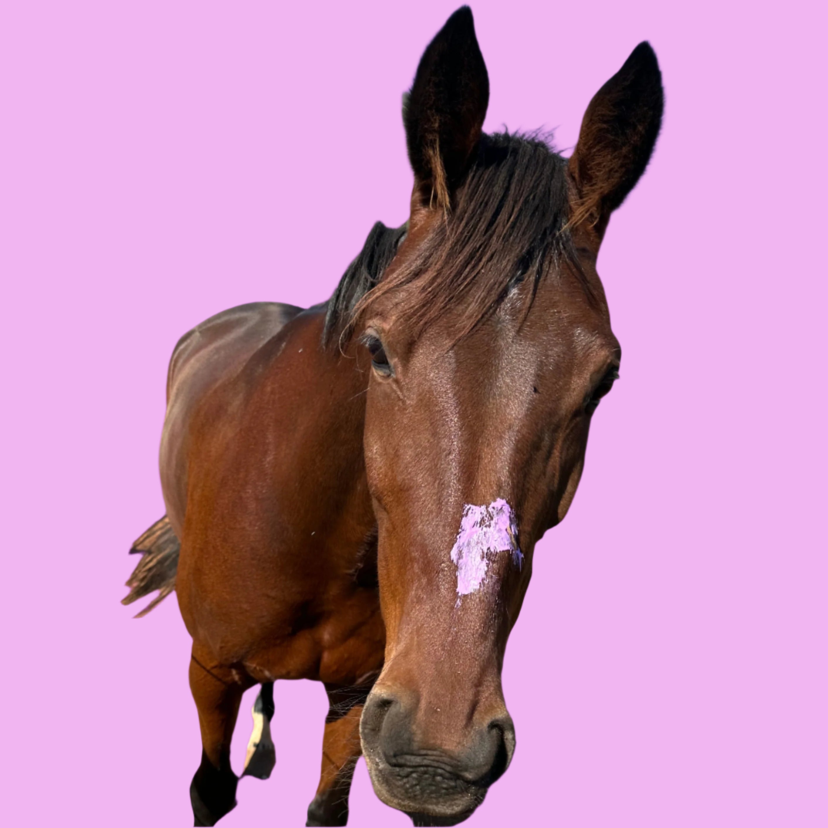 Horse Queened Soothe It balm applied to sensitive skin spots