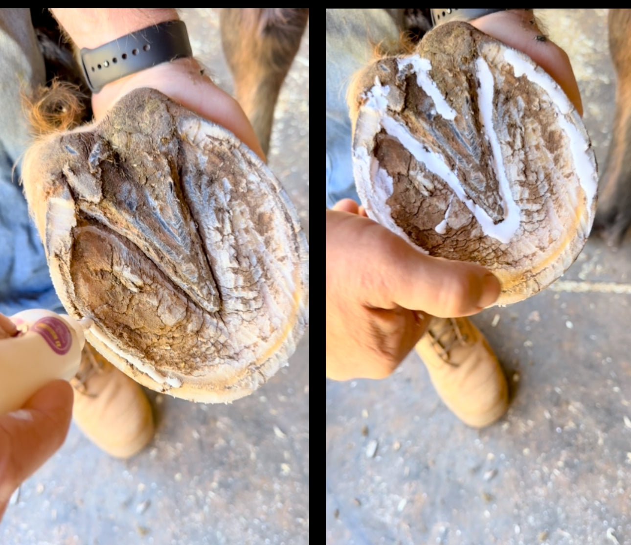 horse hoof being treated with Thrush It for hygiene