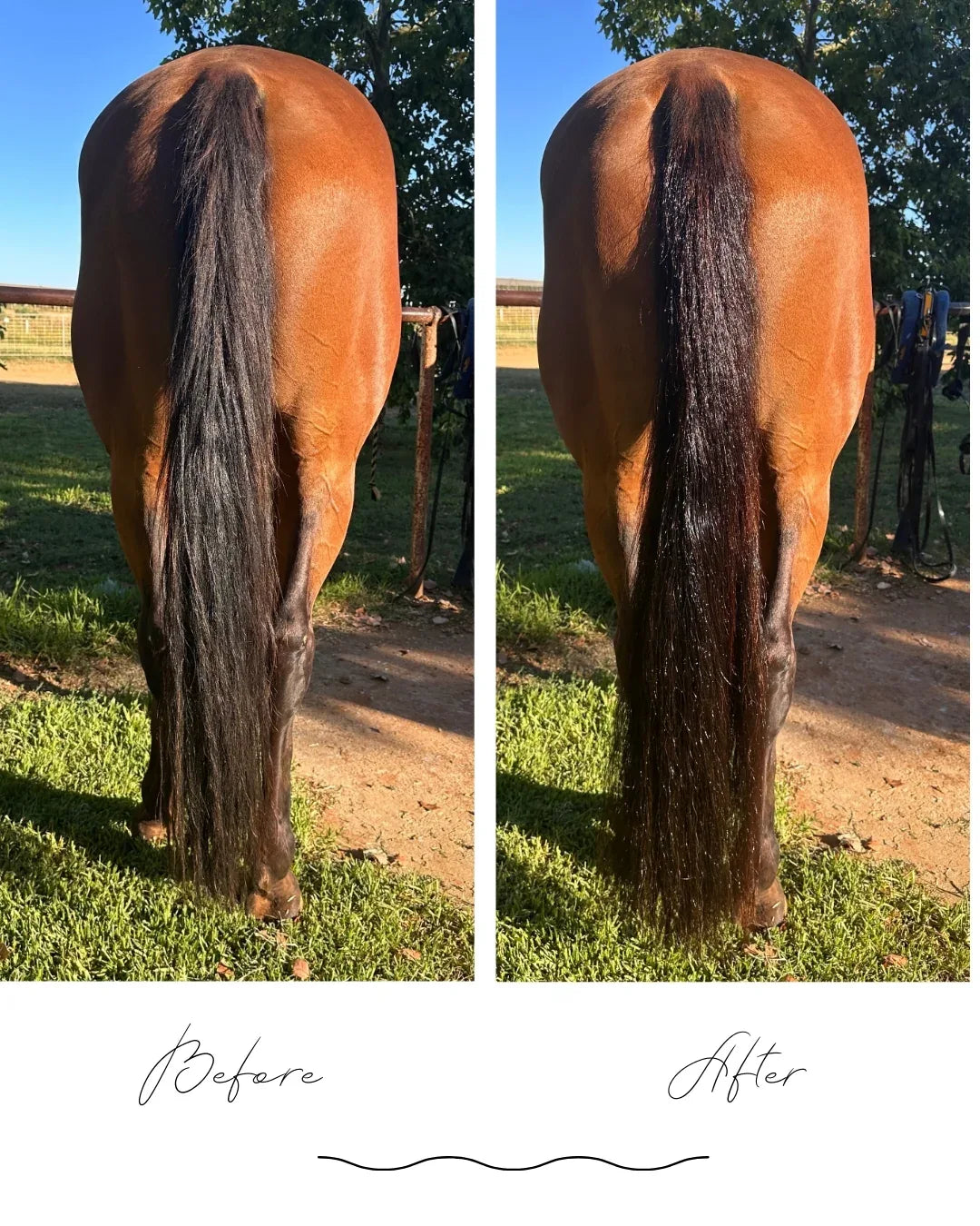 Detangle It - Horse Queened