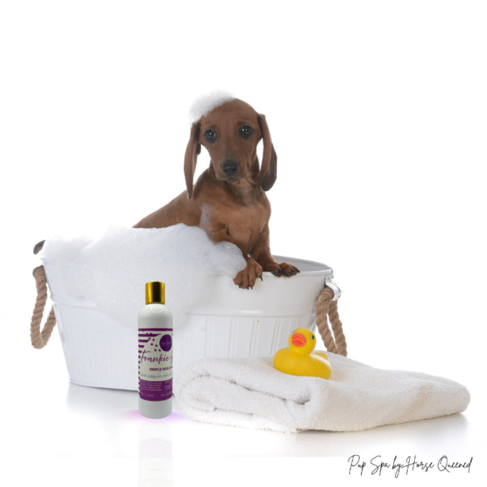 cute frankie daschund having a bath with frankie suds bottle in front a cute rubber ducky and a towel. Bubbles on her head