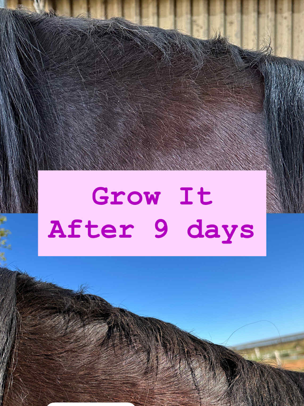 Grow It – The Regrowth Ritual | Leave-In Mane & Tail Serum