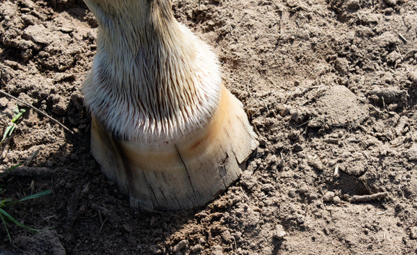 Hoof It- Hydrate & Condition Hooves