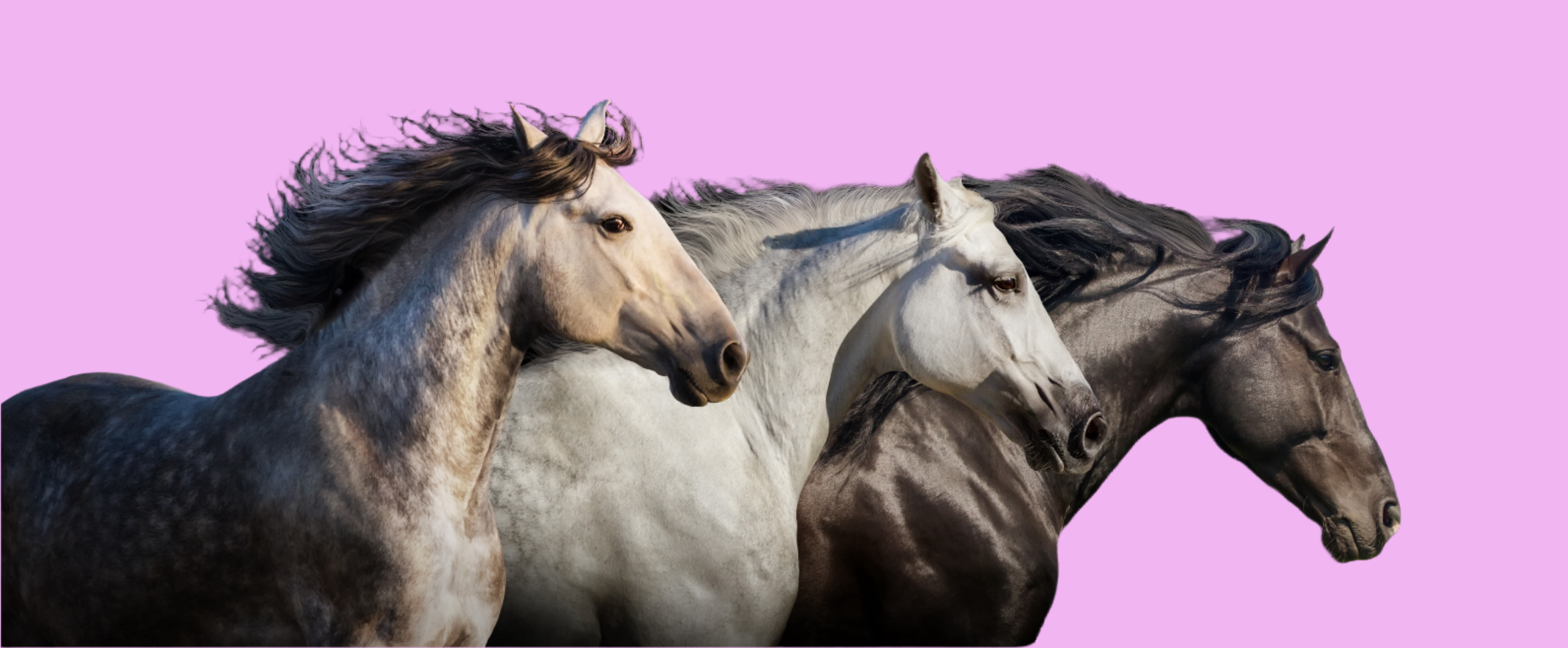 horse queened horse health care and horse grooming products