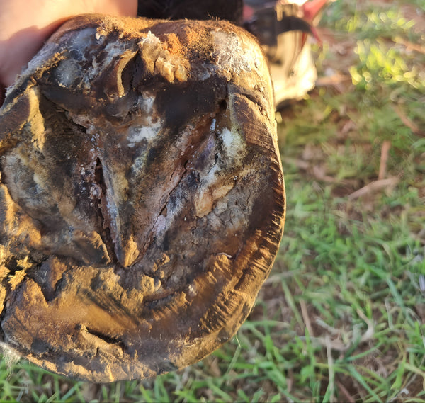 Thrush It – Support Hoof Hygiene