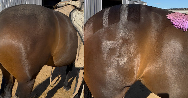 horse being cleaned with waterless shampoo Swash It