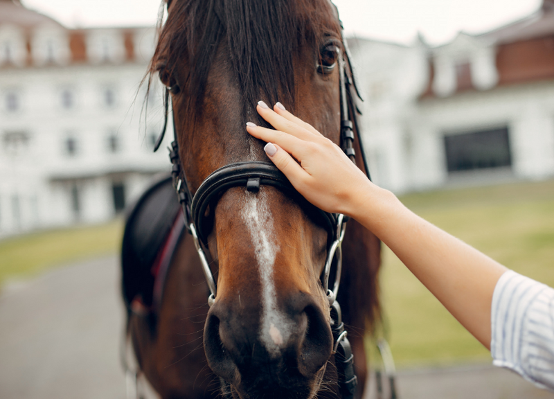 Insights from the Stable - Horse Queened