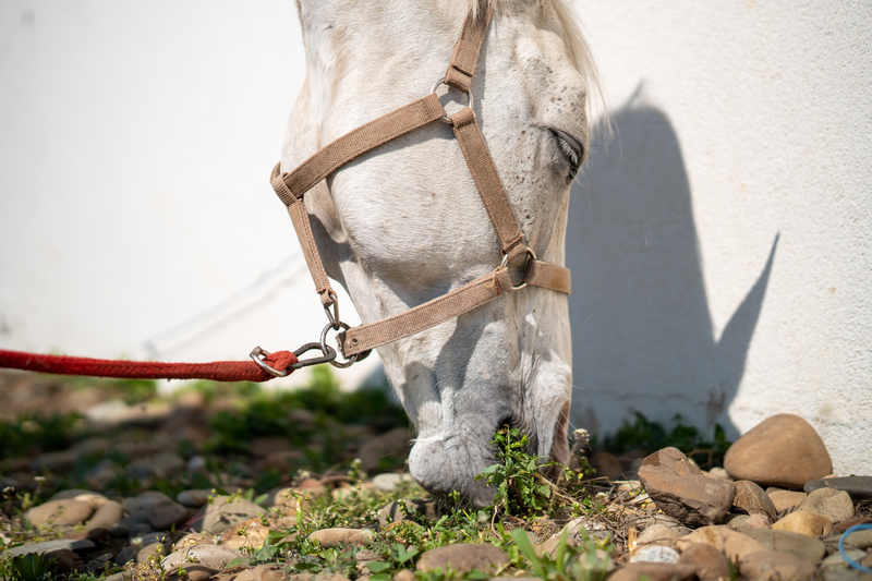 The Horse Care Journal - Horse Queened