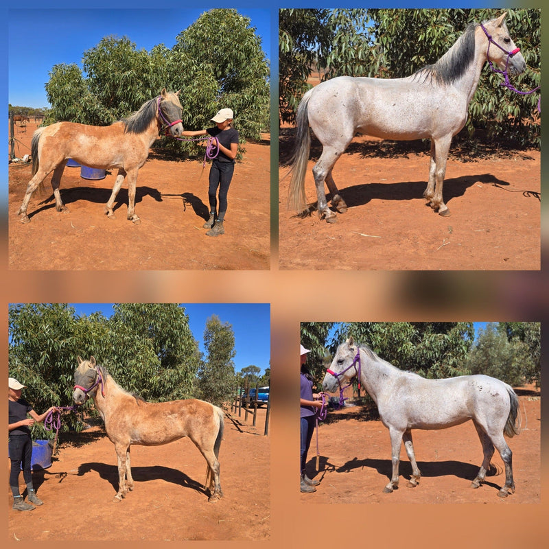 Natural Horse Grooming Products Australia: What Actually Works (And What To Avoid) - Horse Queened