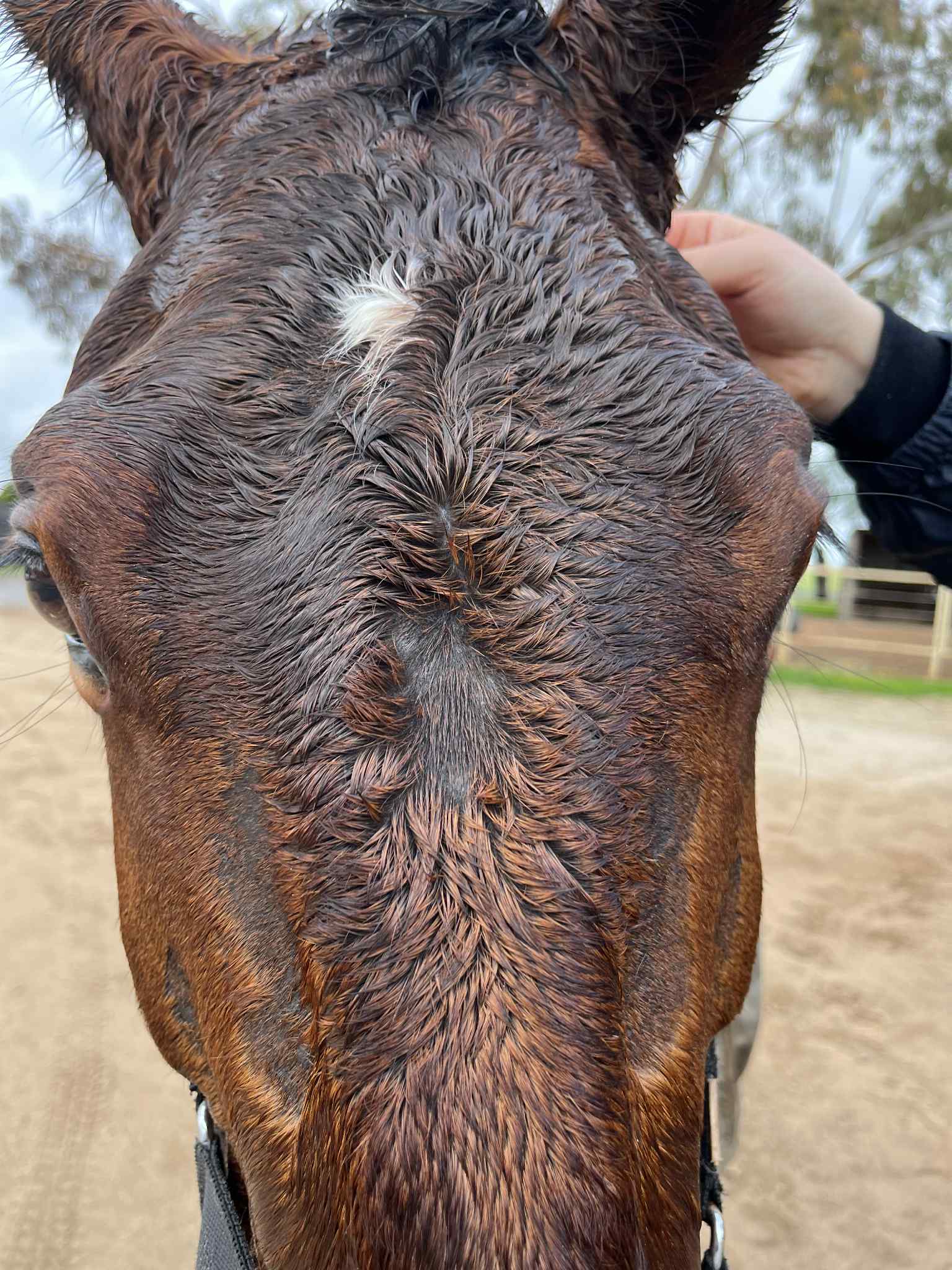 Queensland Itch in Horses: What It Is, What Happens, and How to Support Your Horse's Skin