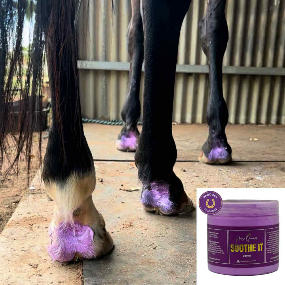 Greasy Heel in Horses: Why the Old Fixes Make It Worse (and What to Do Instead)