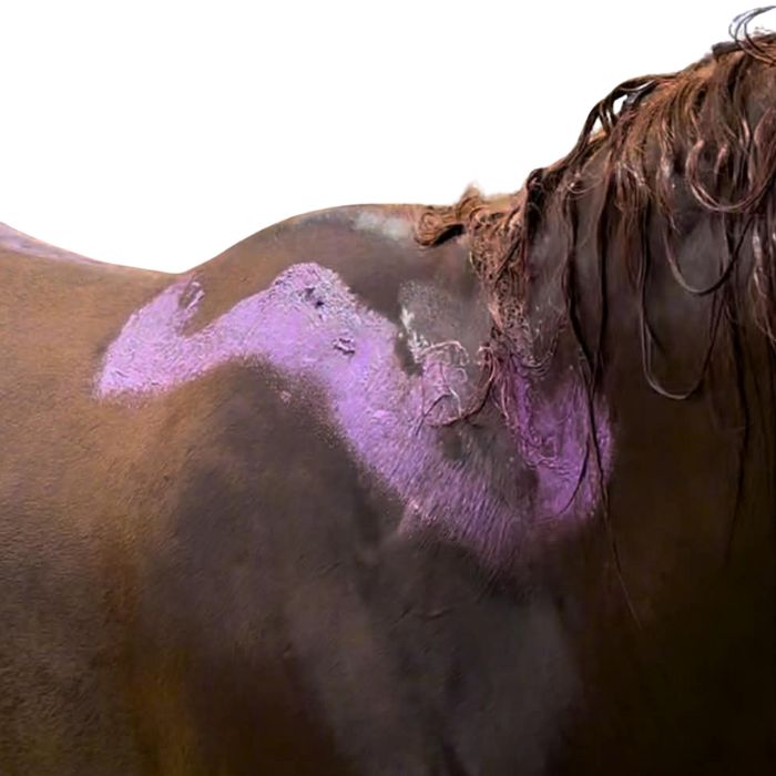 Skin First, Shine Second: The Role of pH in Equine Care