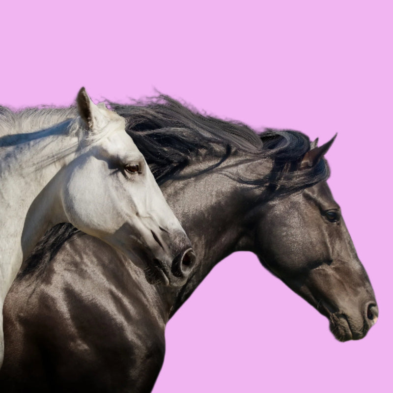 🧼 The Easiest Grooming Care Routine for Real Aussie Horses - Horse Queened