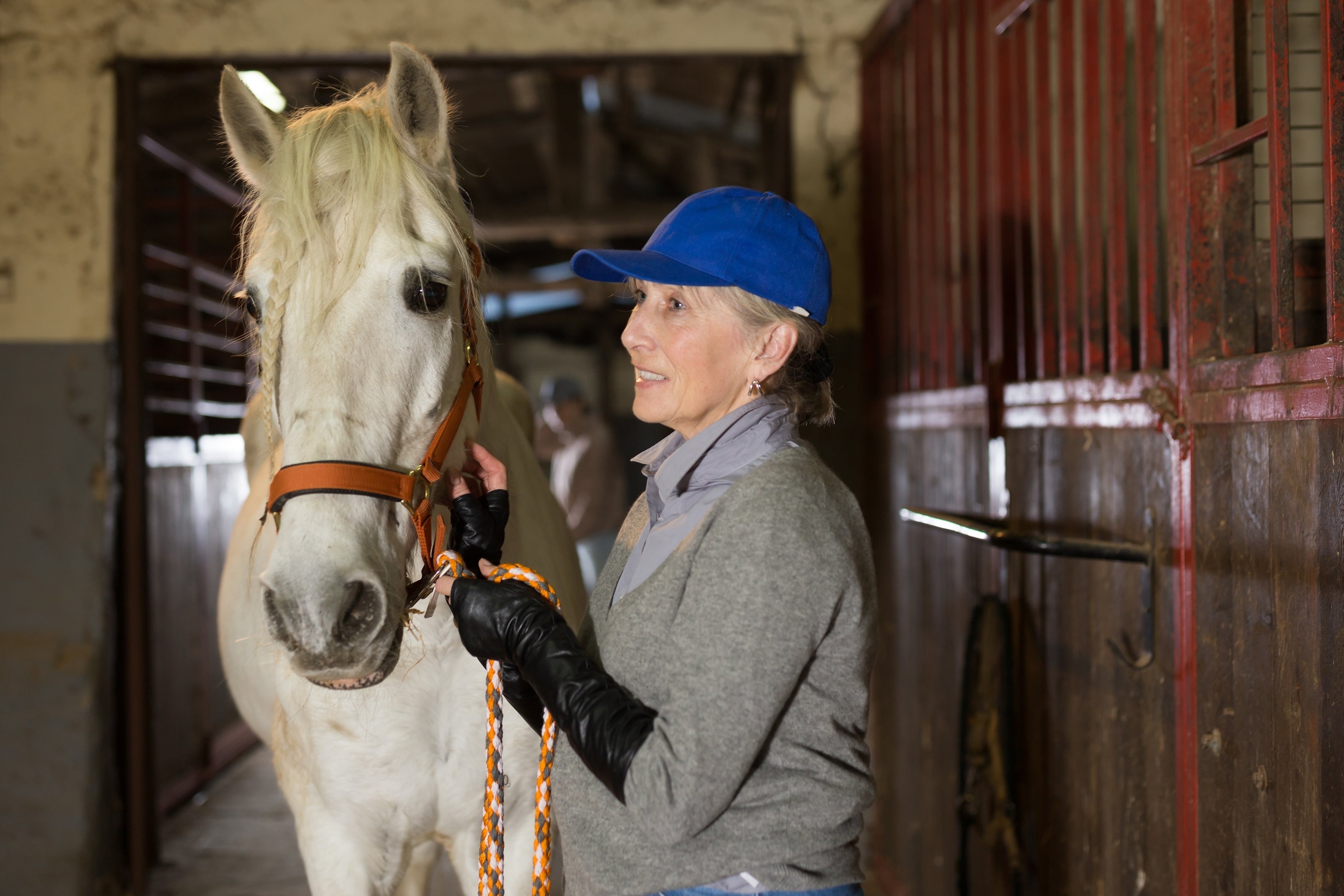 🐴 Paddock Ponies & Retired Horses