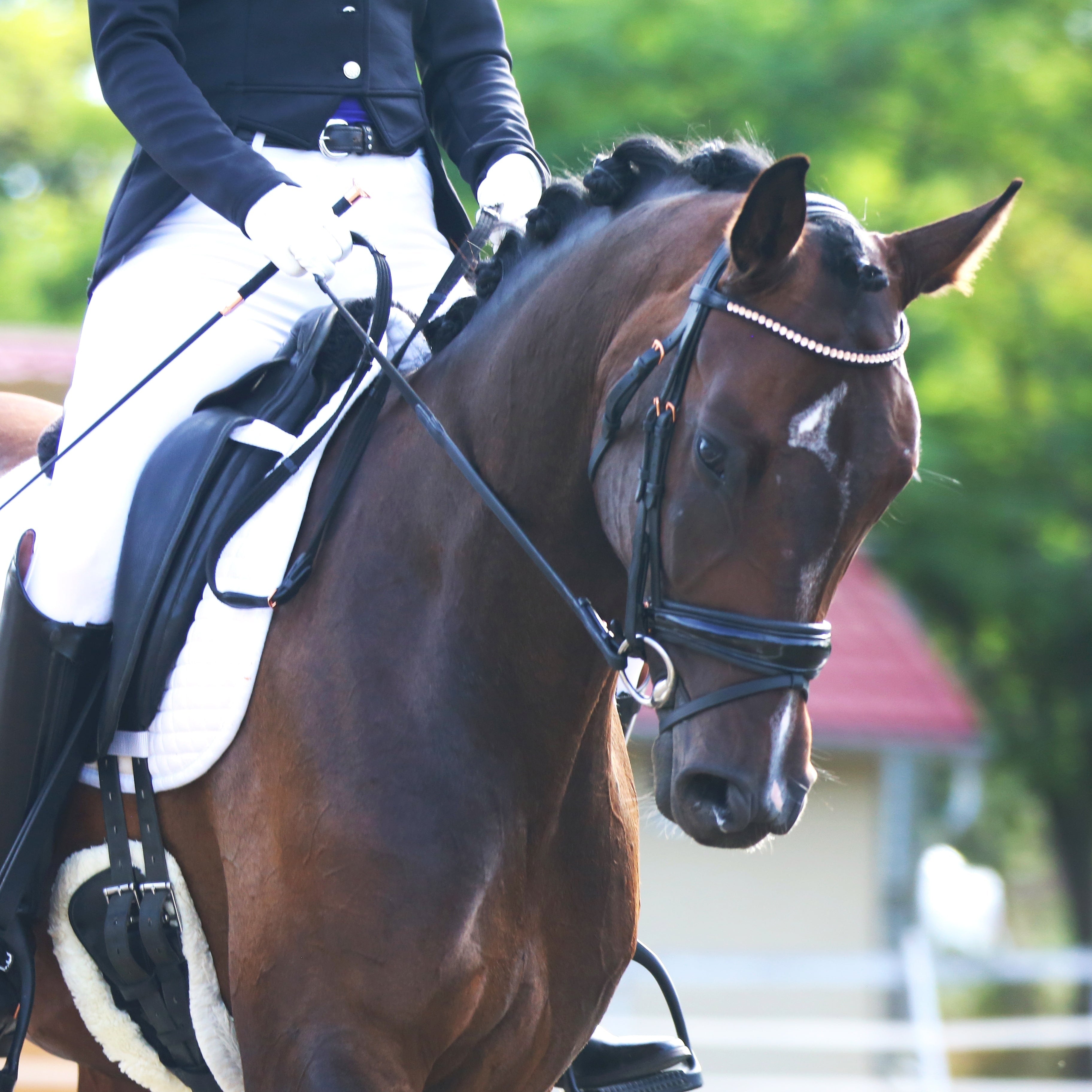 🏆 Show & Competition Horses