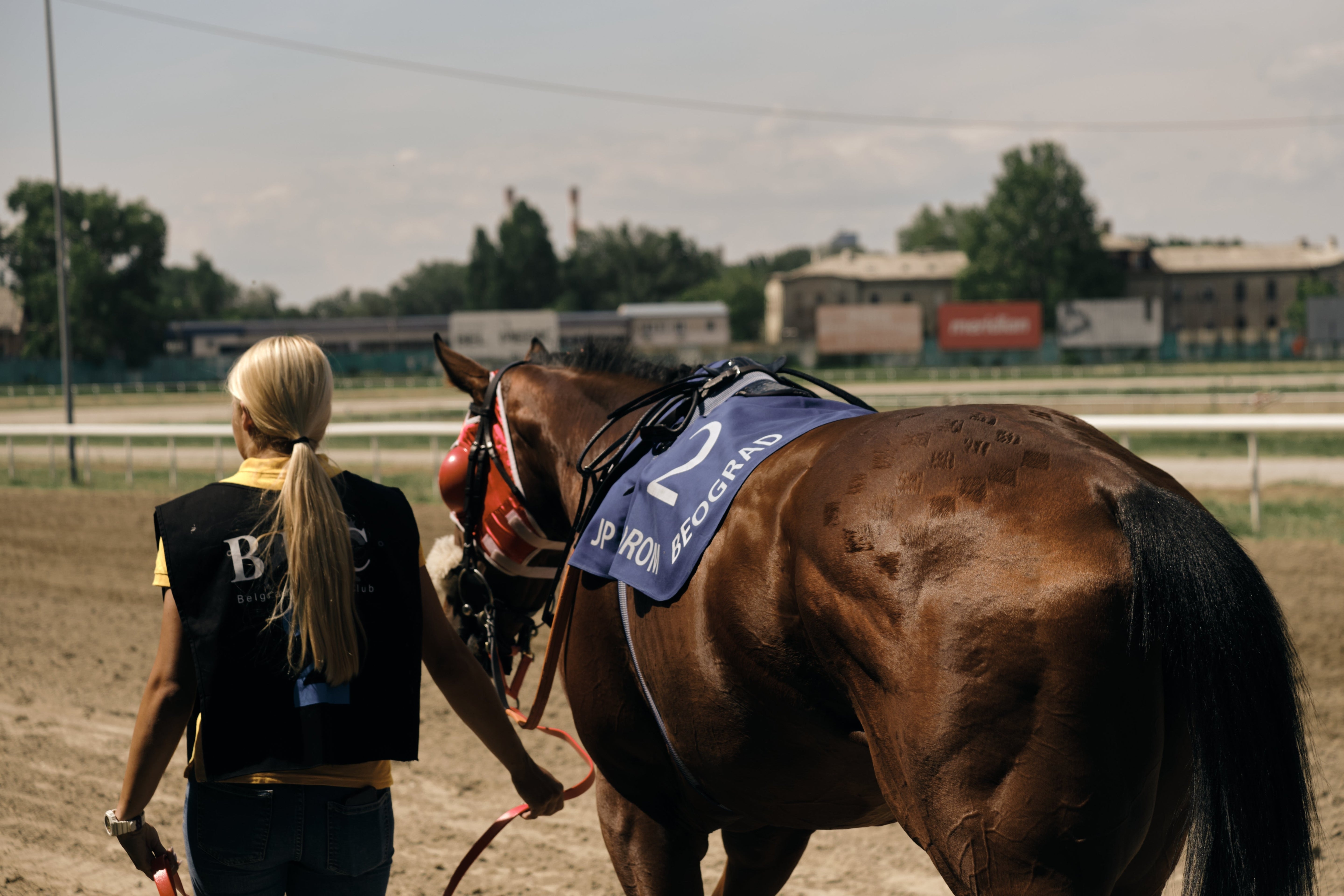🏇 Racehorses, Harness Racing & Track Work Horses