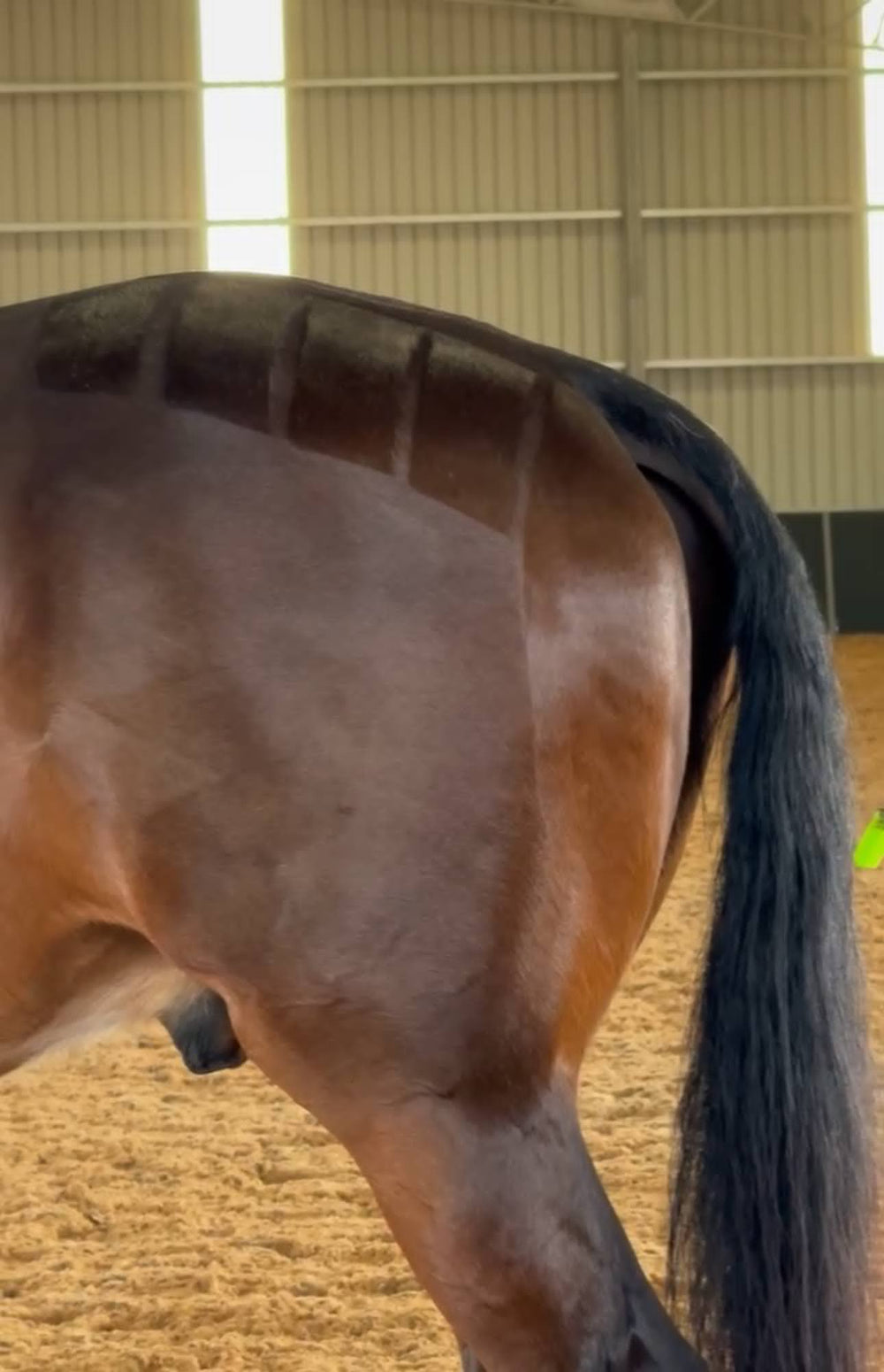 Show Shine Prep & Polish