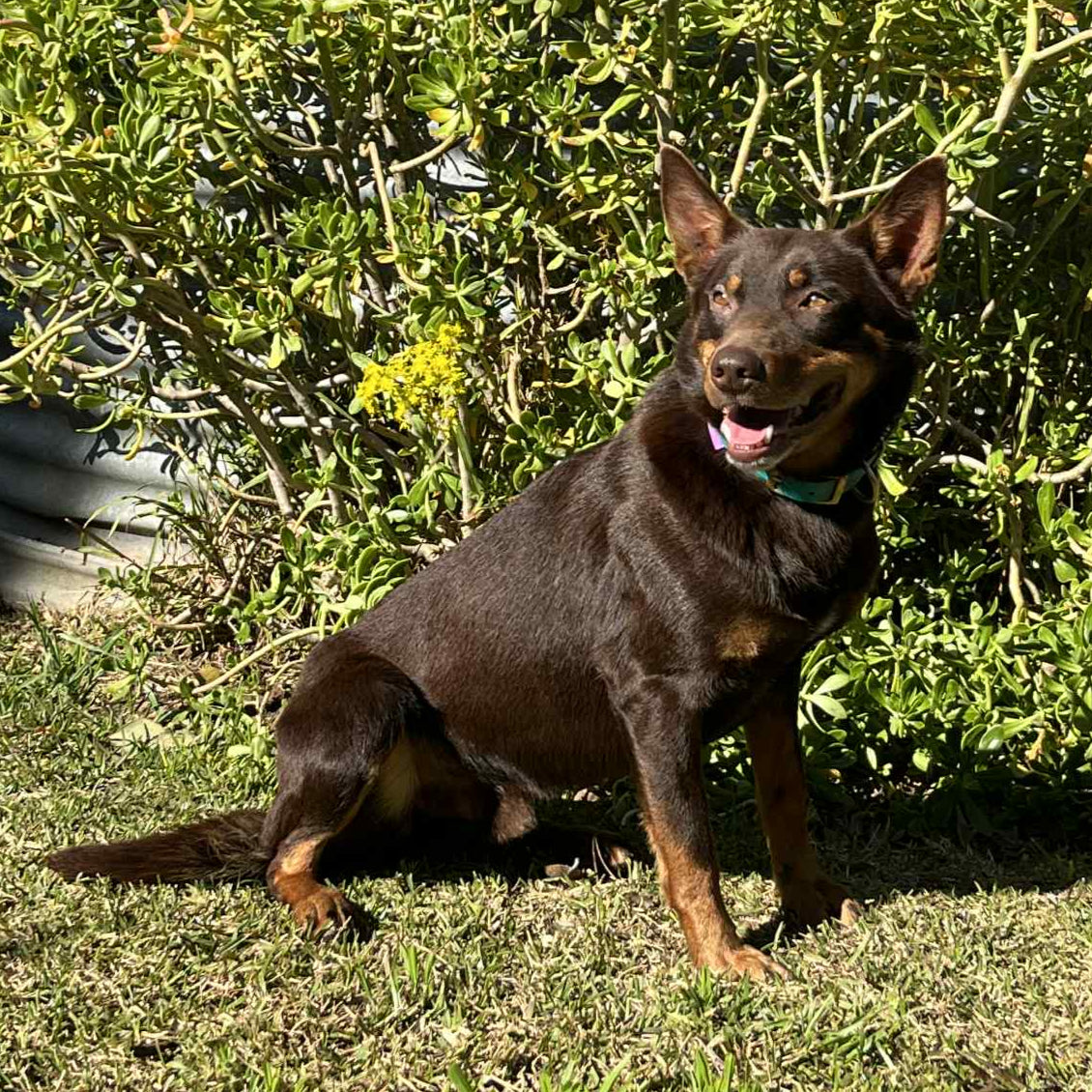 A very happy Zeus after using the doggy swash it. Dog Grooming done right 
