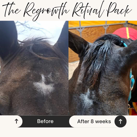 The Regrowth Ritual Pack- Natural Coat, Mane & Tail Care Duo | Soothe It + Grow It