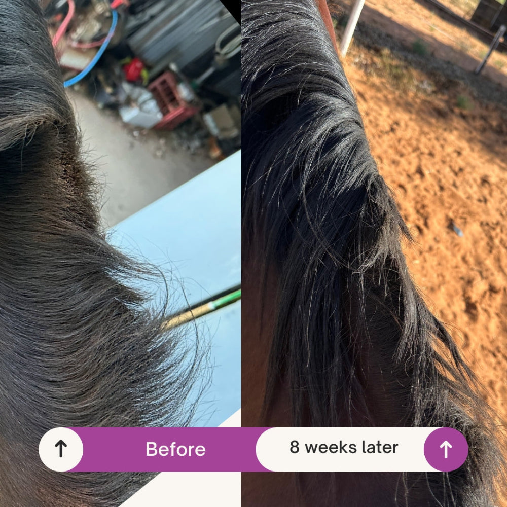 The Regrowth Ritual Pack- Natural Coat, Mane & Tail Care Duo | Soothe It + Grow It