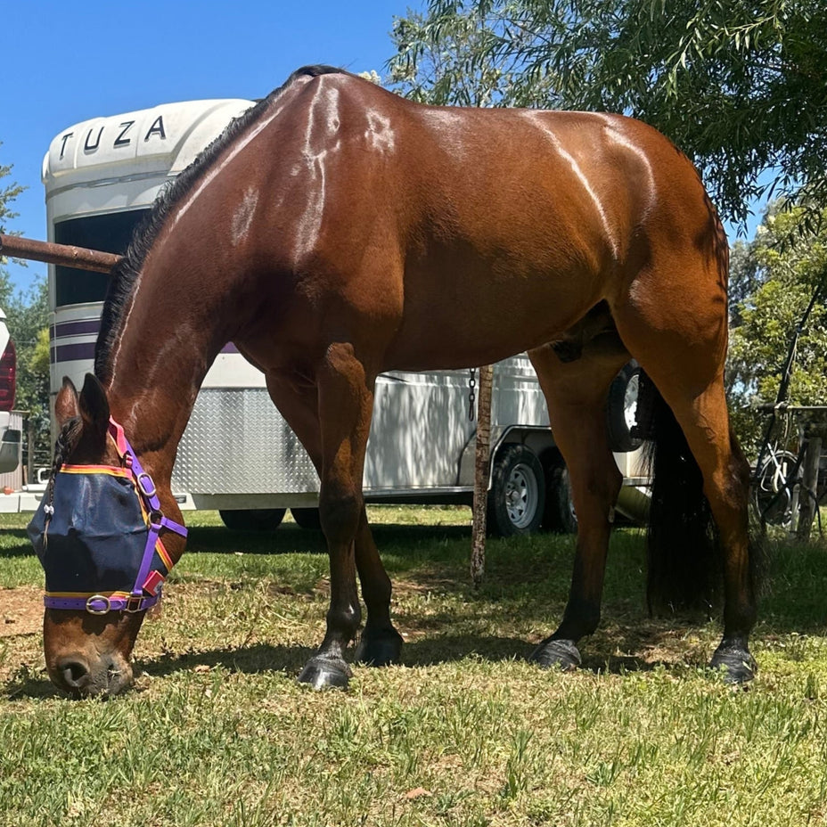 very shiny horse using glow up and eating grass
