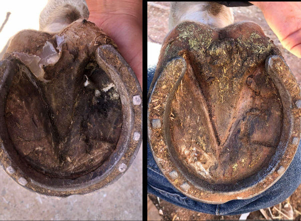 Before and after comparison of a horse's hoof treated with 'Thrush It' on Days 1 and 3.