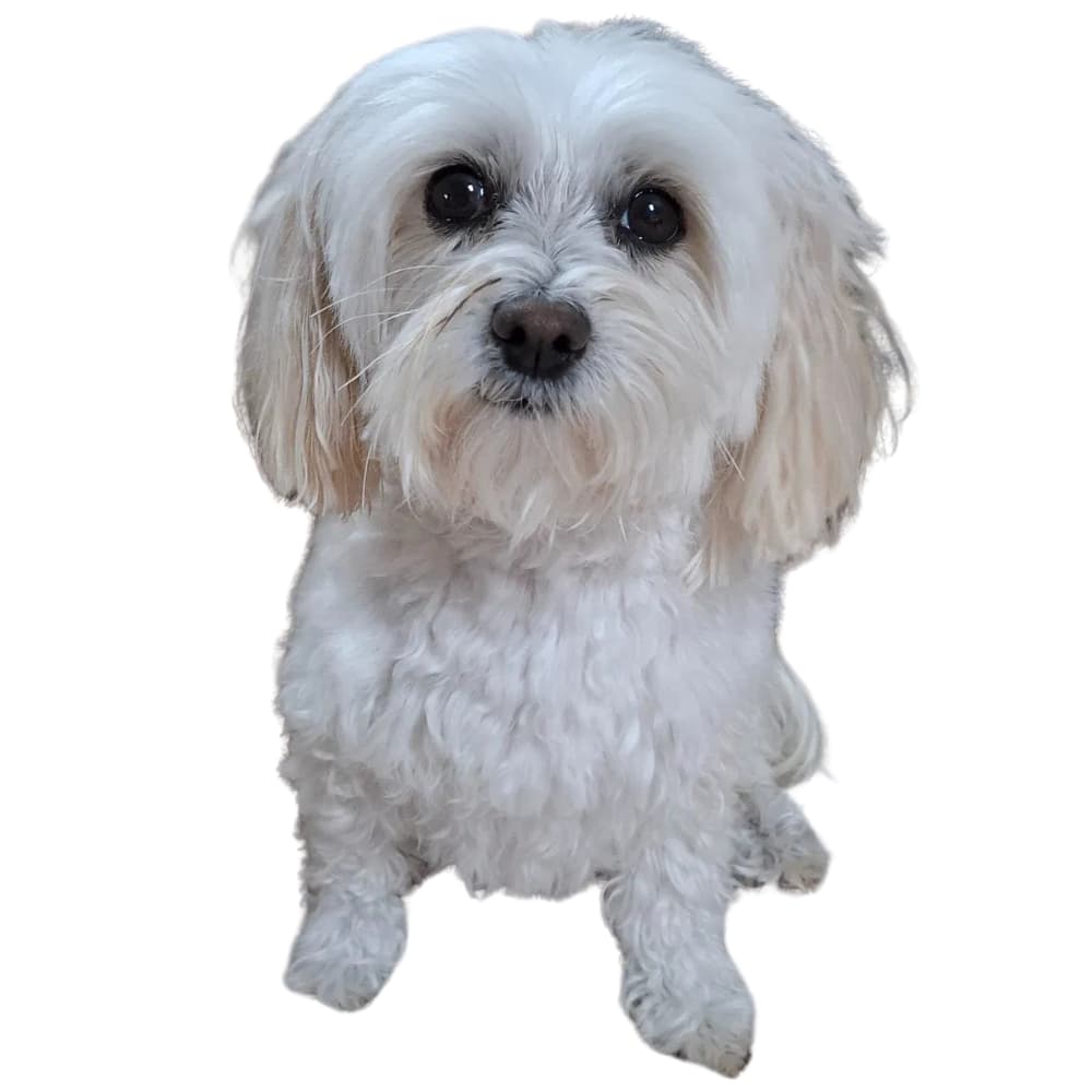 Frankie Suds Purple – Dog Grooming Gentle Whitening Shampoo - Horse Queened