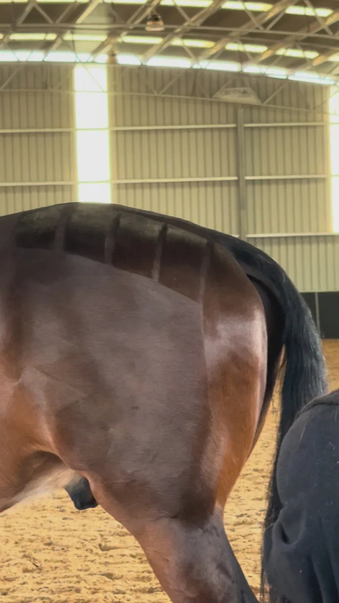 Glitz It – 3-in-1 Coat Spray | Shine + Skin Nourishment + Botanical Freshness - Horse Queened