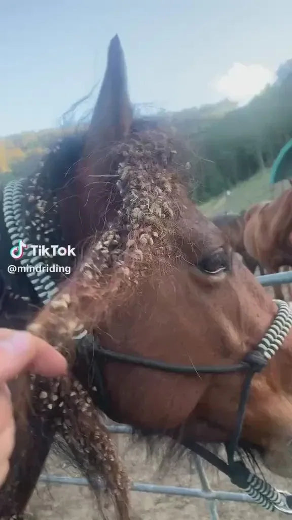 Glow It – Natural Coat Shine + Conditioner - Horse Queened